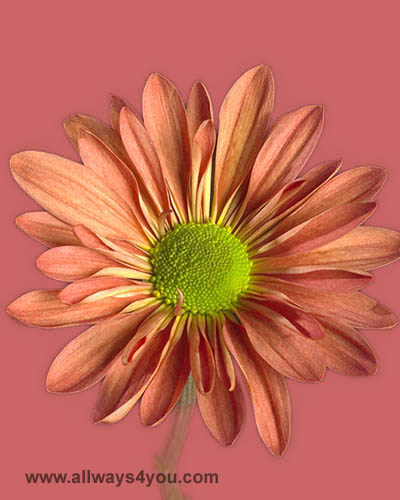 Poms Daisy Red Suturno Flowers